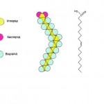 Ненасыщенные жирные кислоты: характеристика