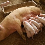 Украинским свинофермам угрожает африканская чума 