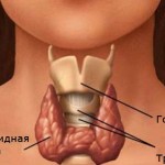 Заболевание тиреоидит: общие сведения