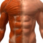 Новые упражнения для роста мускулов