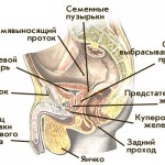 Особенности мужской репродуктивной системы