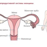 Женское репродуктивное здоровье: анатомия органов, физиология