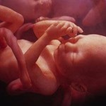 Беременность: как растет младенец в утробе матери