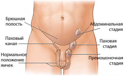 Мужские половые органы