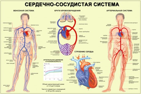 Сердечно-сосудистая система