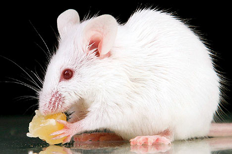 Лабораторная мышь