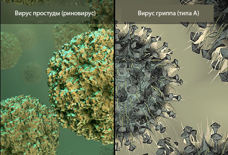 Вирус гриппа под микроскопом