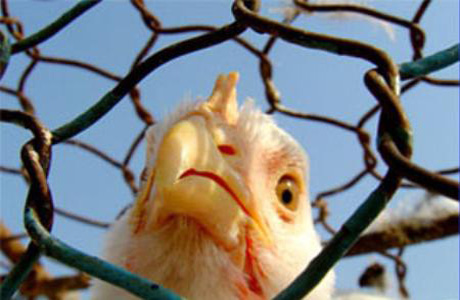 Эксперты считают украинскую курятину опасной