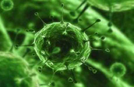 Ученые обнаружили новый самый большой вирус