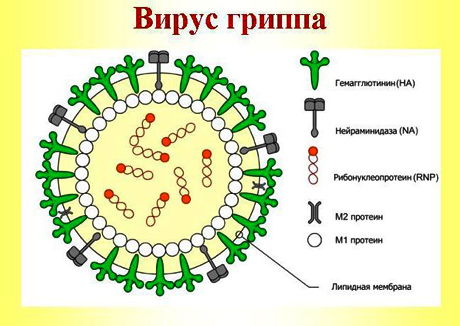 Вирус гриппа схематически
