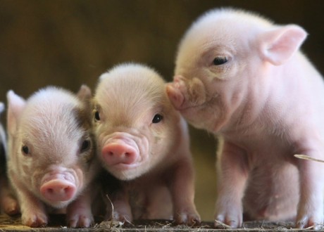 Свиньи будут обеспечивать людей органами