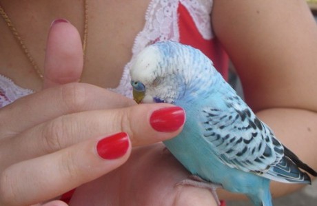Орнитоз: берегитесь больных попугаев