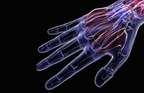 Как у людей могу регенерировать пальцы  