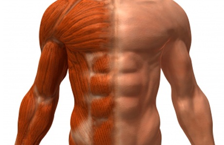 Новые упражнения для роста мускулов
