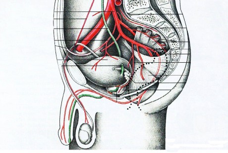 Кровоснабжение предстательной железы  