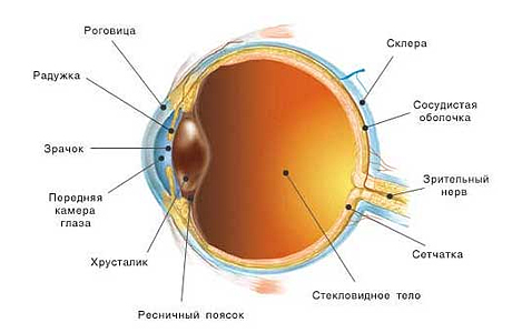 строение глаза