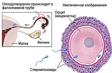 оплодотворение