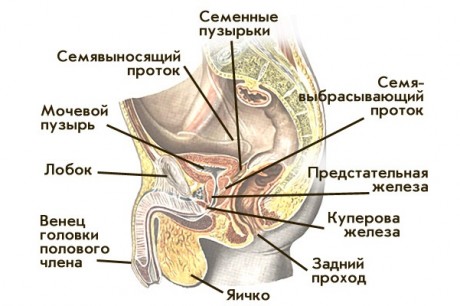 Особенности мужской репродуктивной системы