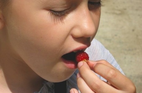 Все ли ягоды одинаково полезны детям