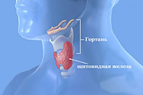 Гипофункция щитовидной железы - гипотиреоз