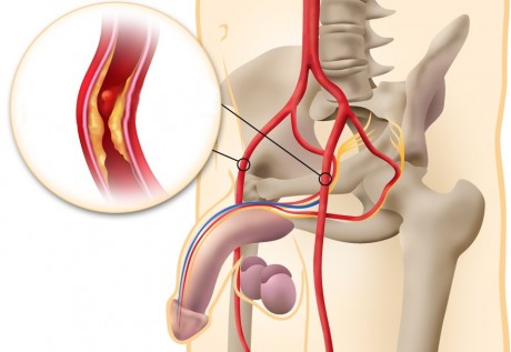 Физиология эрекция мужчины