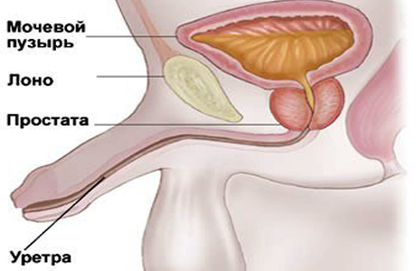 Уретритом называют воспаление в канале мочеиспускания